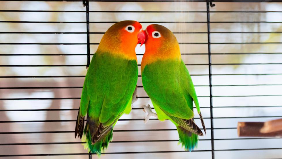 lovebirds-in-cage