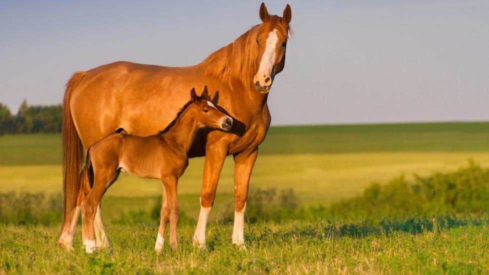 How To Foster Foals