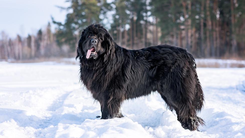 Newfoundland Dog Breed Health and Care PetMD