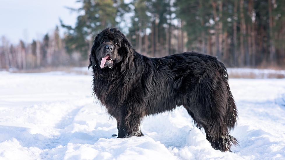 large black newfoundland dog standing in the snow