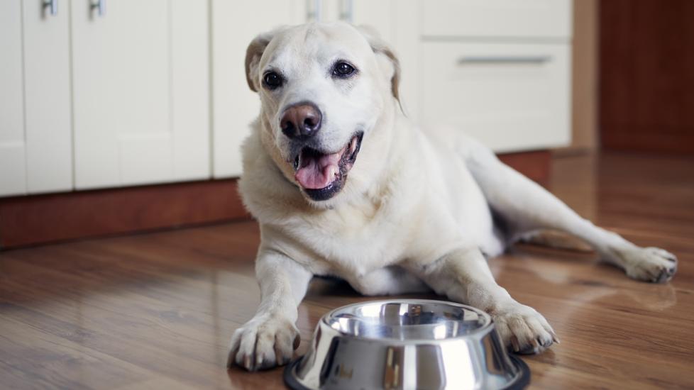 Should You Feed Your Pet Prescription Dog Food? Here's When It's a Good Idea