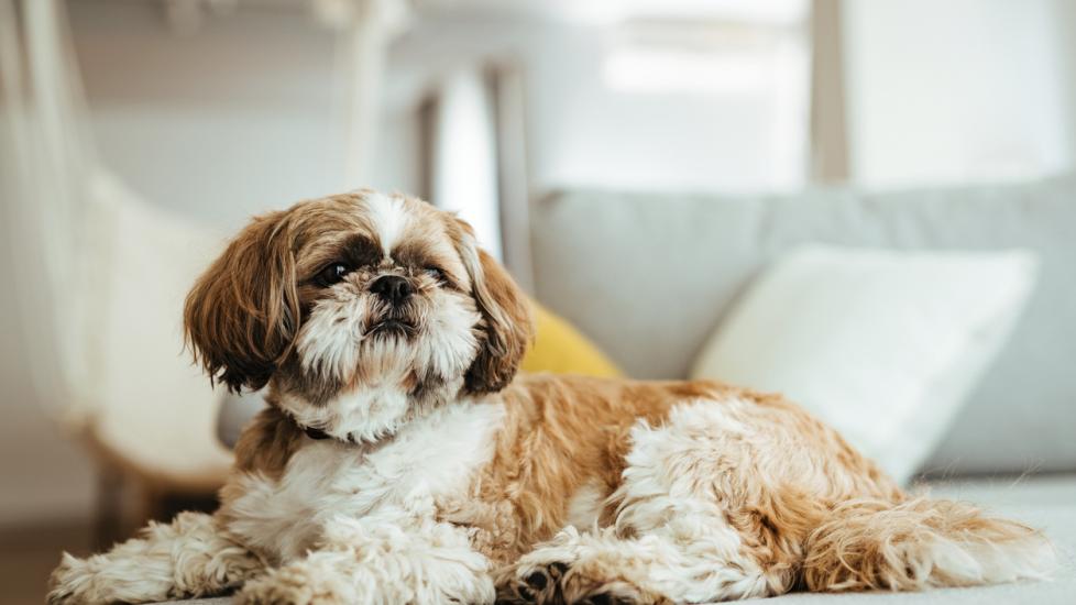 white and brown shih tzu lounging on couch