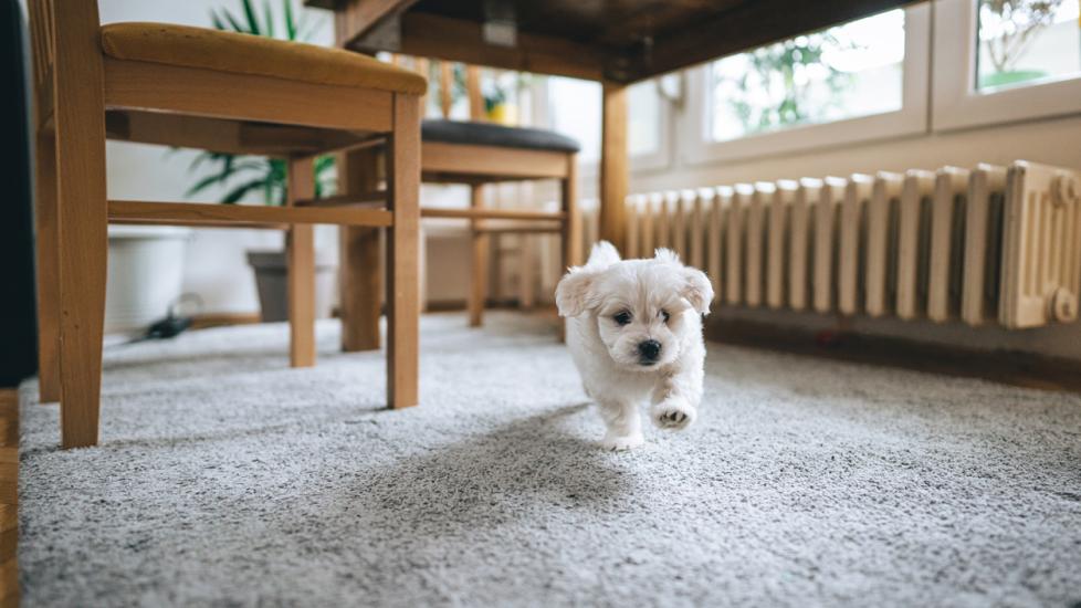 white puppy running inside under table