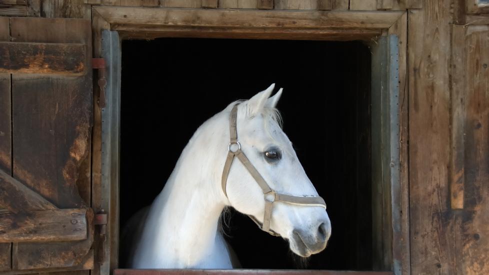 Anemia in Horses PetMD
