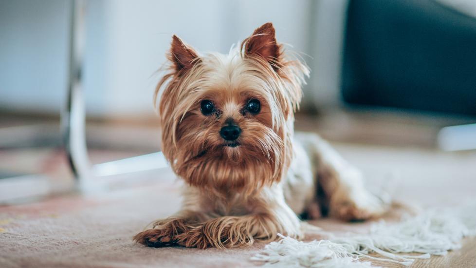 Yorkshire Terrier (Yorkie) Dog Breed Health and Care | PetMD