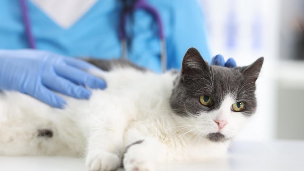 gray and white cat being examined at the vet