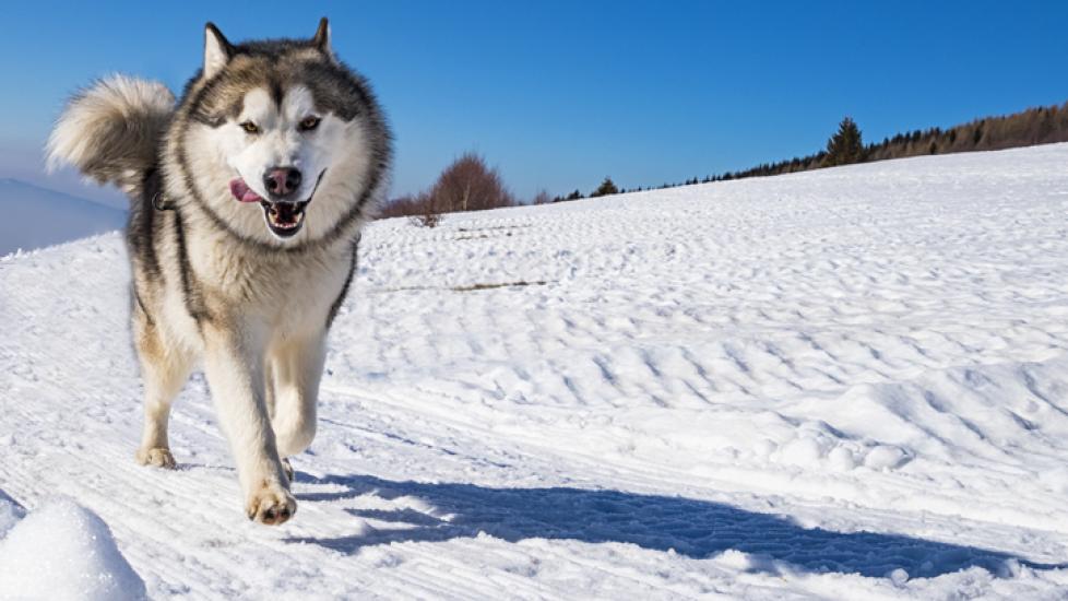 white and gray alaskan malamute running through snow