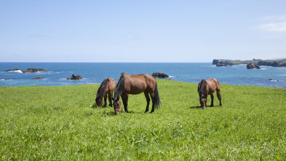 Asturian horses