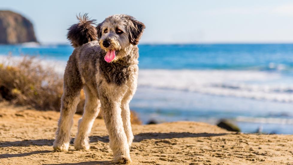 blue merle aussiedoodle dog at the beach