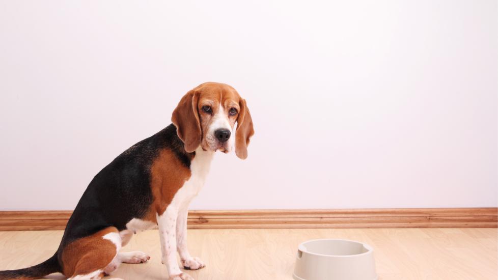 beagle sitting by a dog food bowl