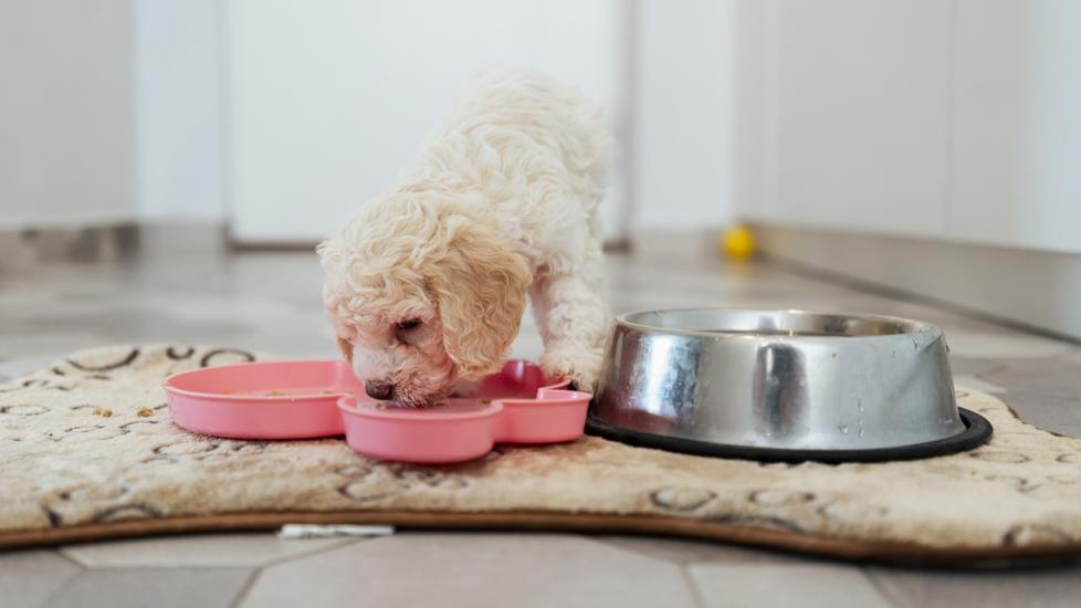 curly-haired white puppy eating out of a pink dog food bowl