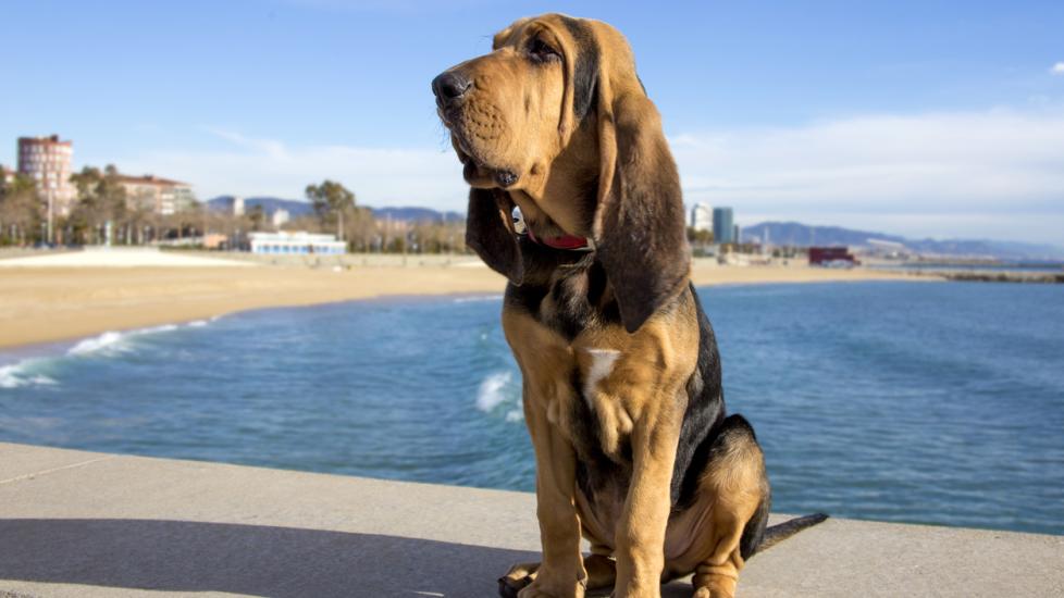 bloodhound dog sitting in the sun