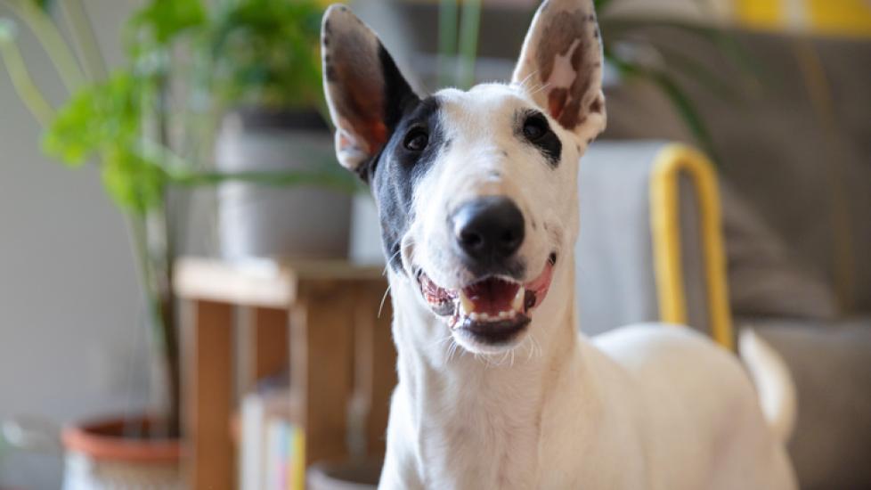 white and black bull terrier smiling in a home
