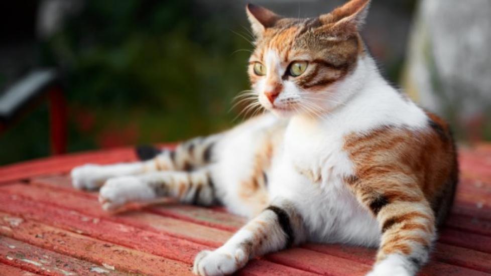 Seizures in Cats PetMD