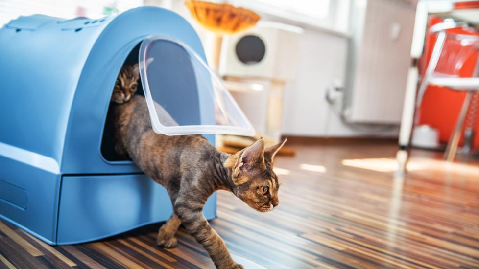 Why Is My Cat Peeing a Lot? PetMD