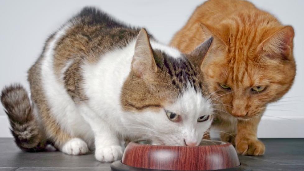 Cat refuses to store eat new food