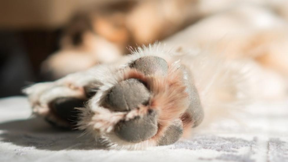 Broken, Bleeding, Split, or Cracked Nails in Dogs PetMD