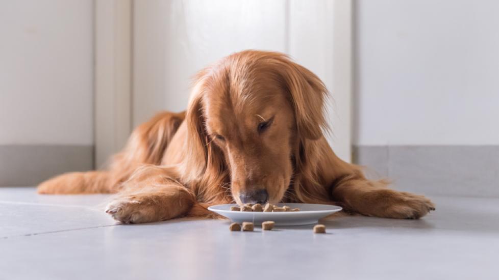 The Best Foods for Dogs With Allergies | PetMD