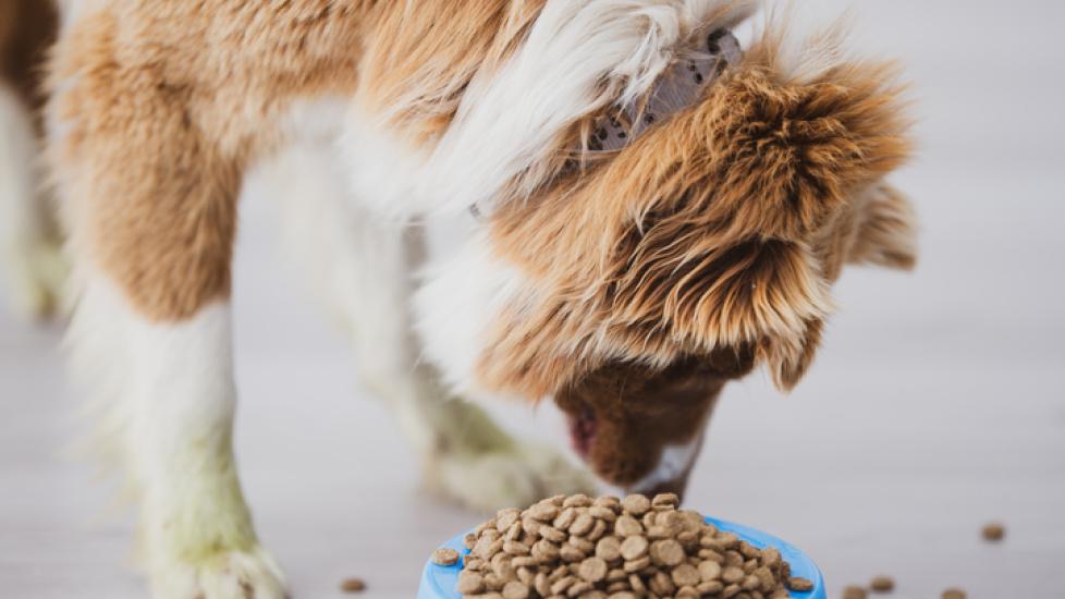 How To Find the Best Dog Food for Weight Loss | PetMD