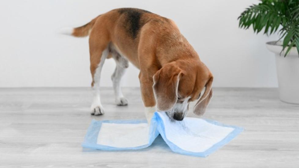 Puppy eating discount puppy pads