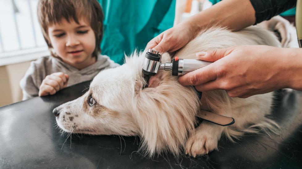 dog having his ears examined at the vet