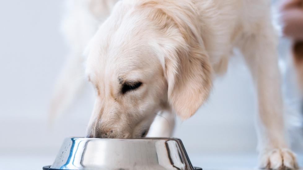 golden pup eating out of silver dog bowl