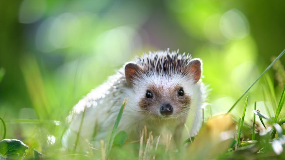 Hedgehog Care Sheet PetMD