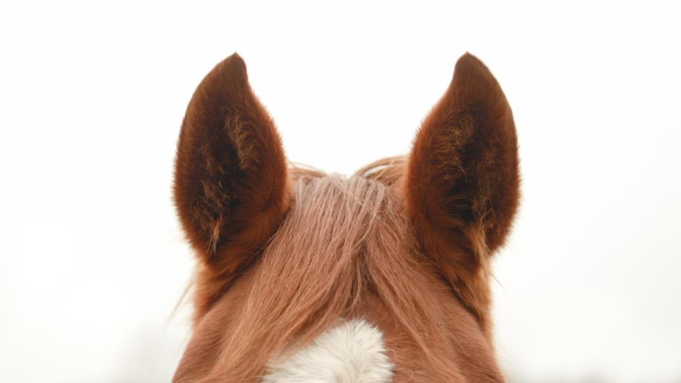Inner Ear Plaques in Horses PetMD