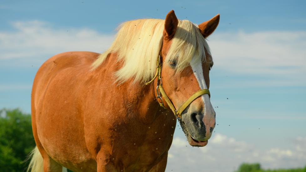 Botfly Infection in Horses PetMD