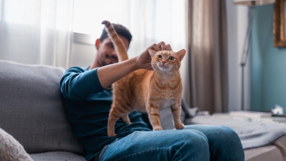 man petting an orange tabby cat's head