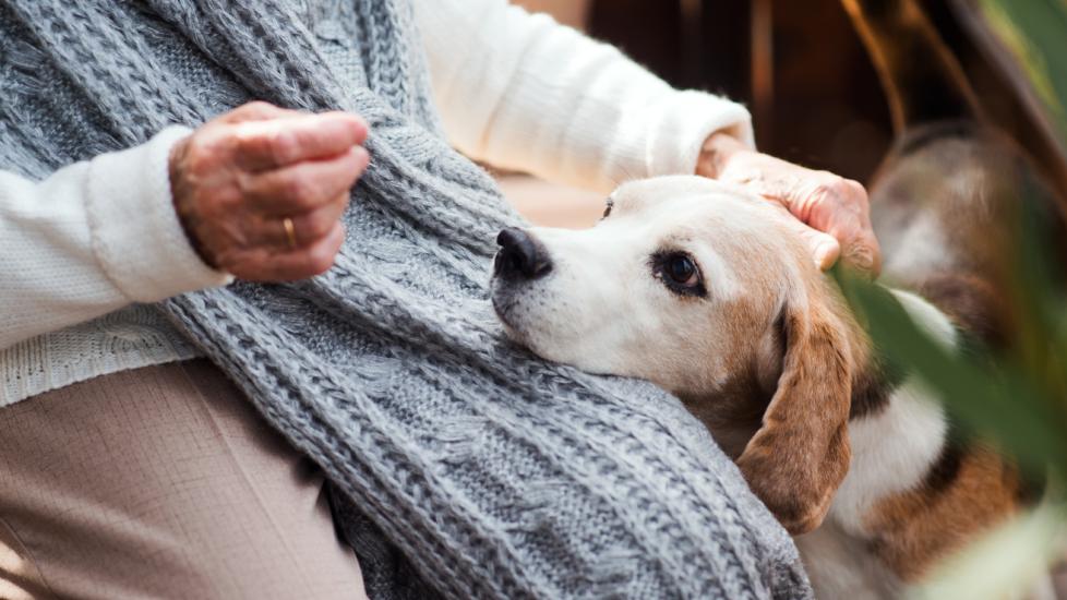old beagle dog resting his head on a human's lap
