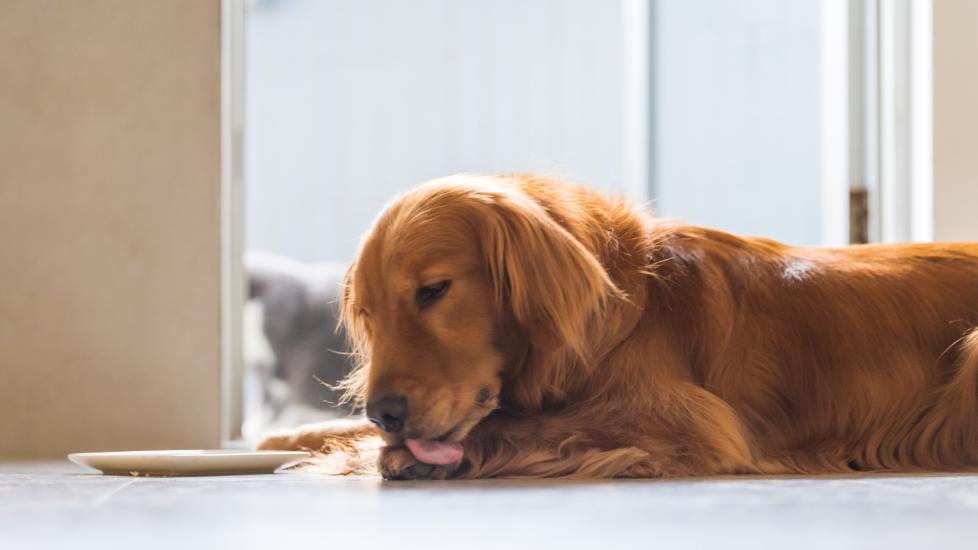 golden-licking-paw-on-floor