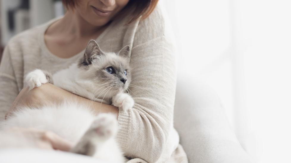 Pentoxifylline | Pet, Dog and Cat Medication and Prescription List | PetMD