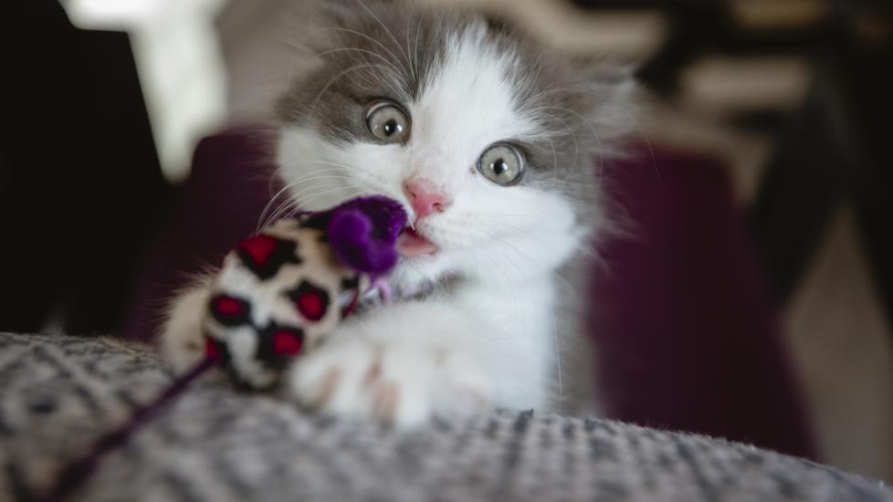 kitten-chewing-on-toy