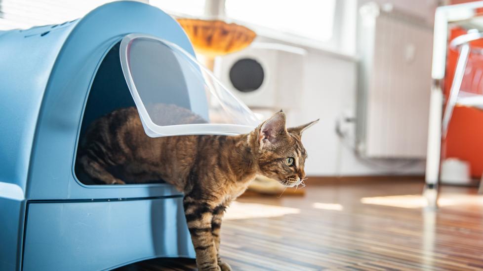 cat-jumping-out-of-blue-litter-box