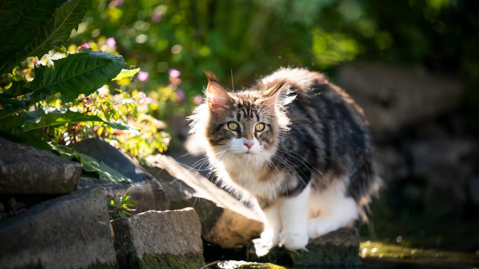 cat-sitting-on-rocks-by-pond