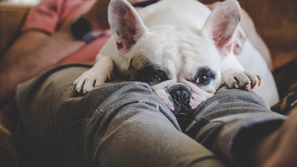 bulldog-laying-on-human-lap