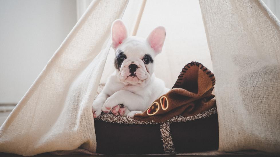 french-bulldog-puppy-inside-tent