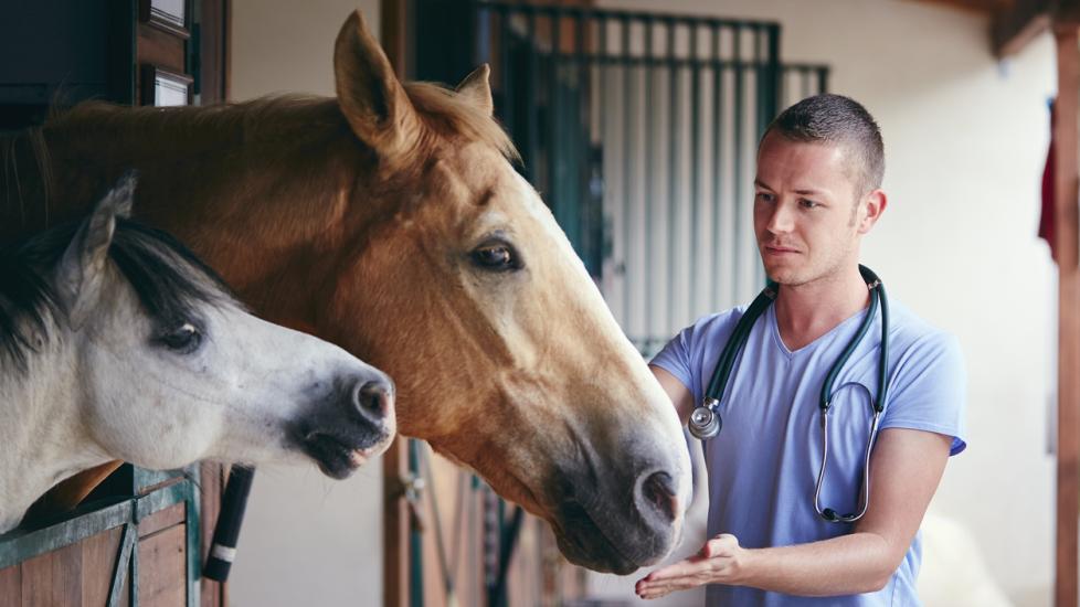 male-vet-with-horse