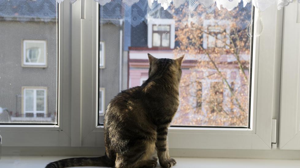 7 Common Bug Bites on Cats | PetMD