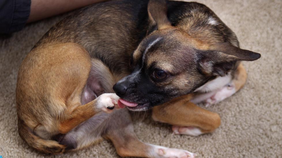 dog-licking-paw