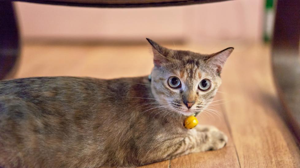 Hookworms in Cats PetMD