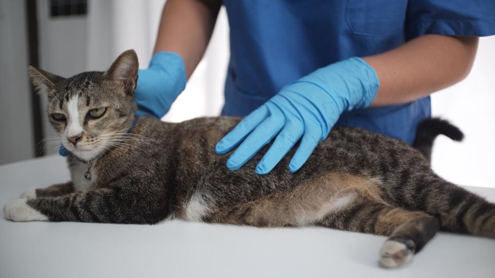 Roundworms in Cats PetMD PetMD