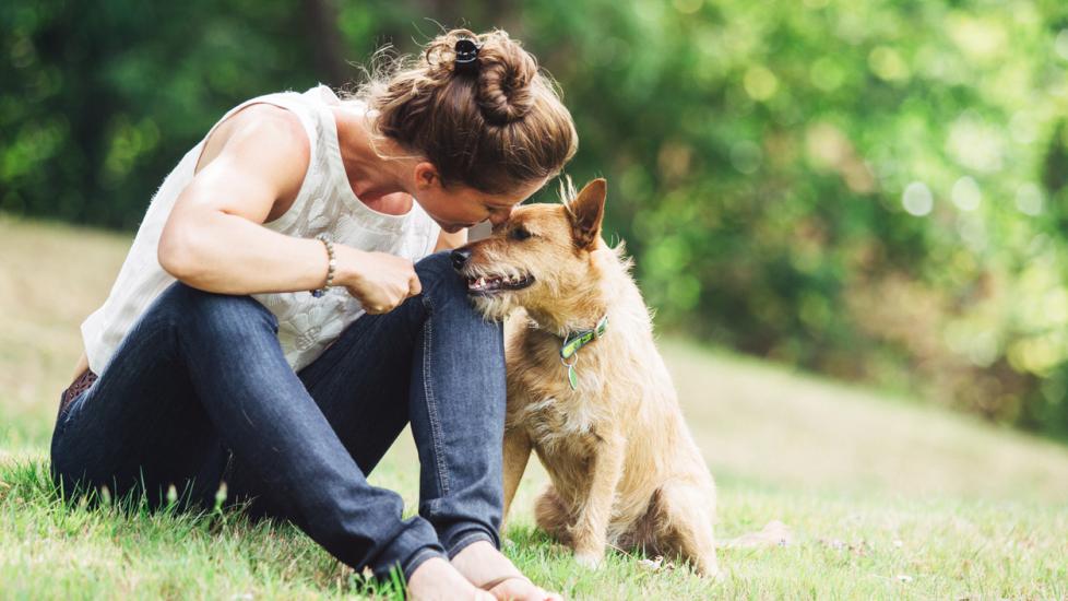 Vetsulin® (porcine insulin zinc suspension) PetMD