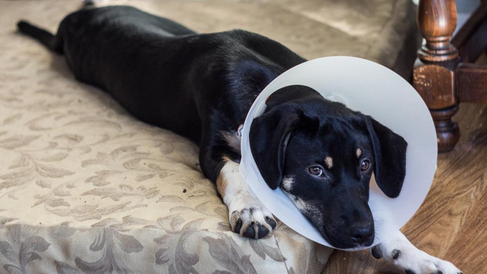 dog-laying-down-with-recovery-cone