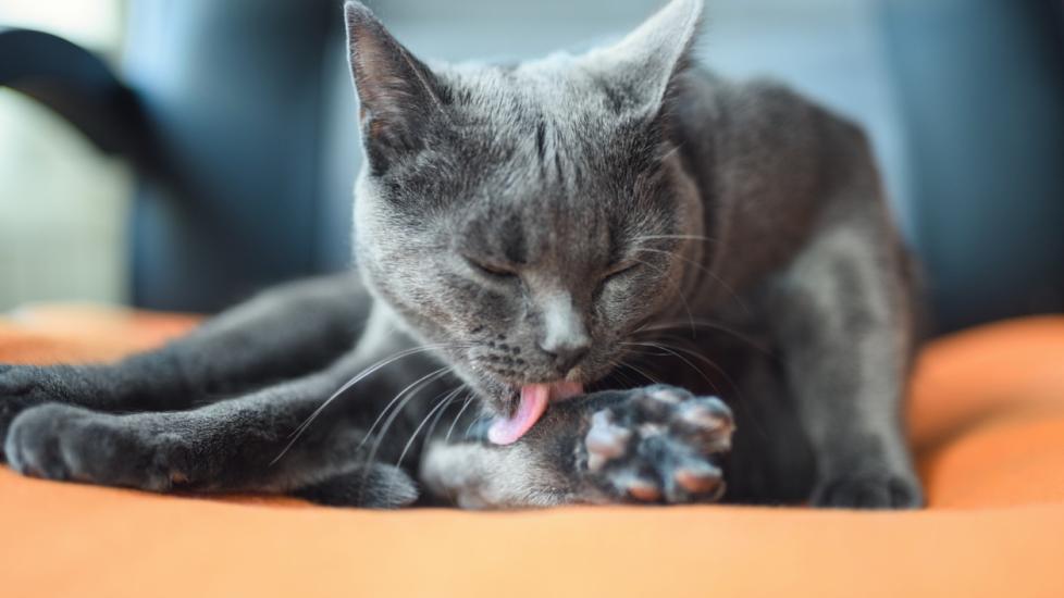 gray-cat-licking-paw