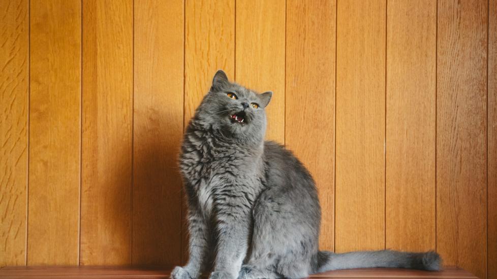 7 Reasons Your Cat May Be Meowing Constantly - Petful