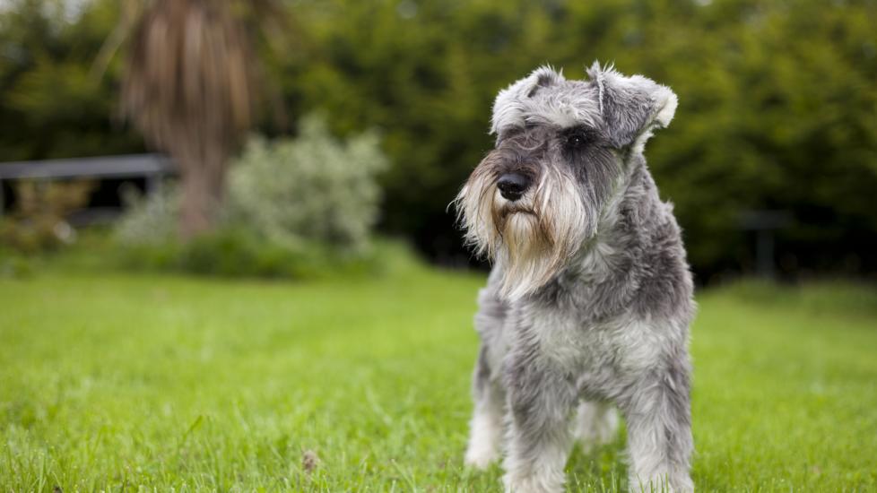 Miniature Schnauzer Dog Breed Health and Care | PetMD