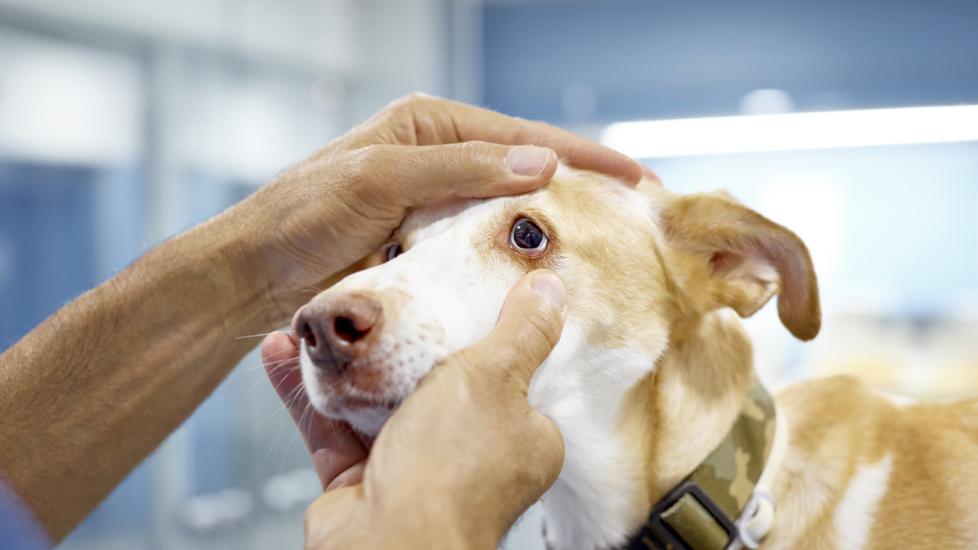 veterinarian checking a dog's eyes in the exam room