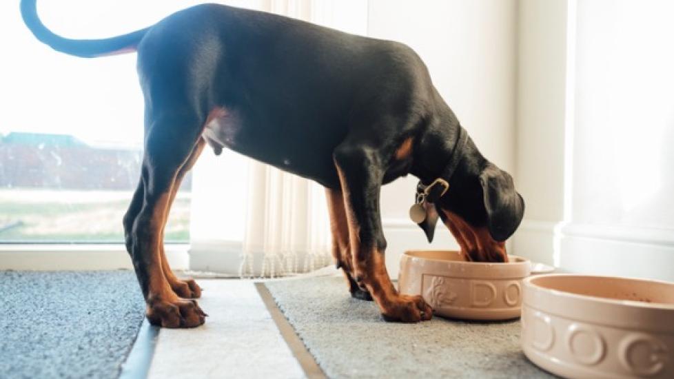 When Should You Switch From Puppy to Adult Dog Food?